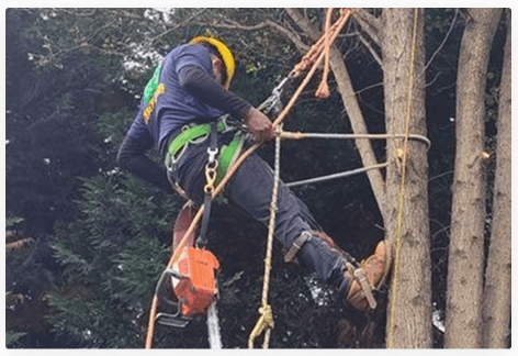 Commercial Tree Service