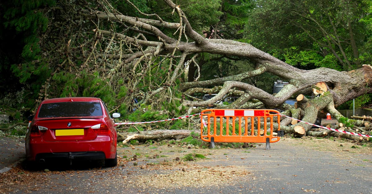 Emergency Tree Removal
