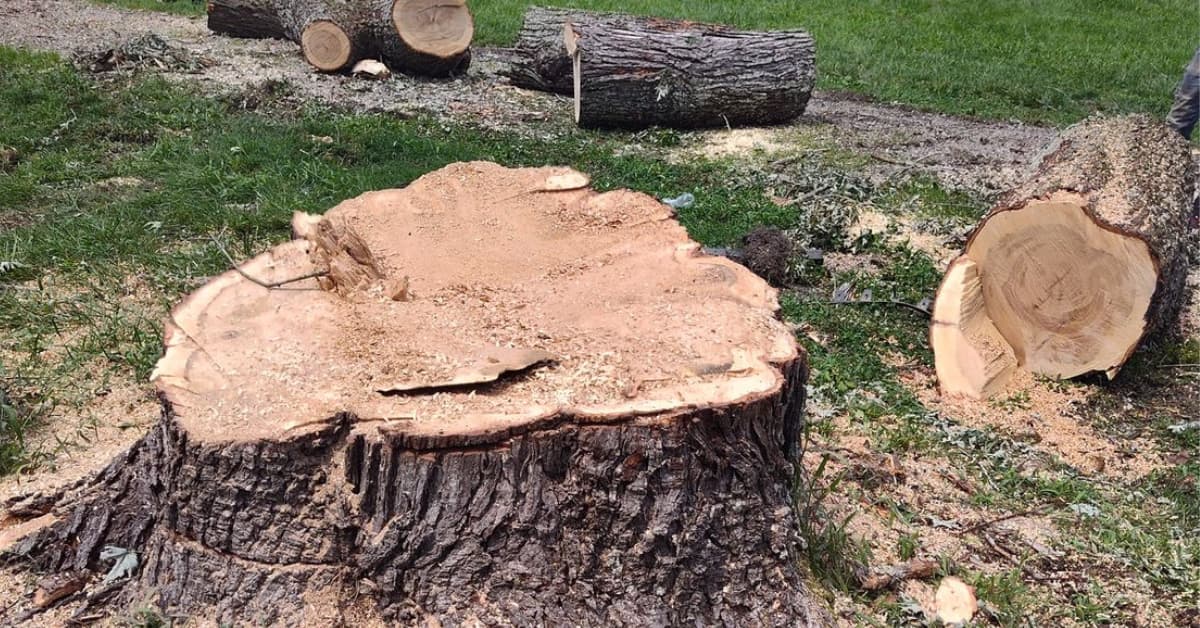 Stump Grinding and Removal