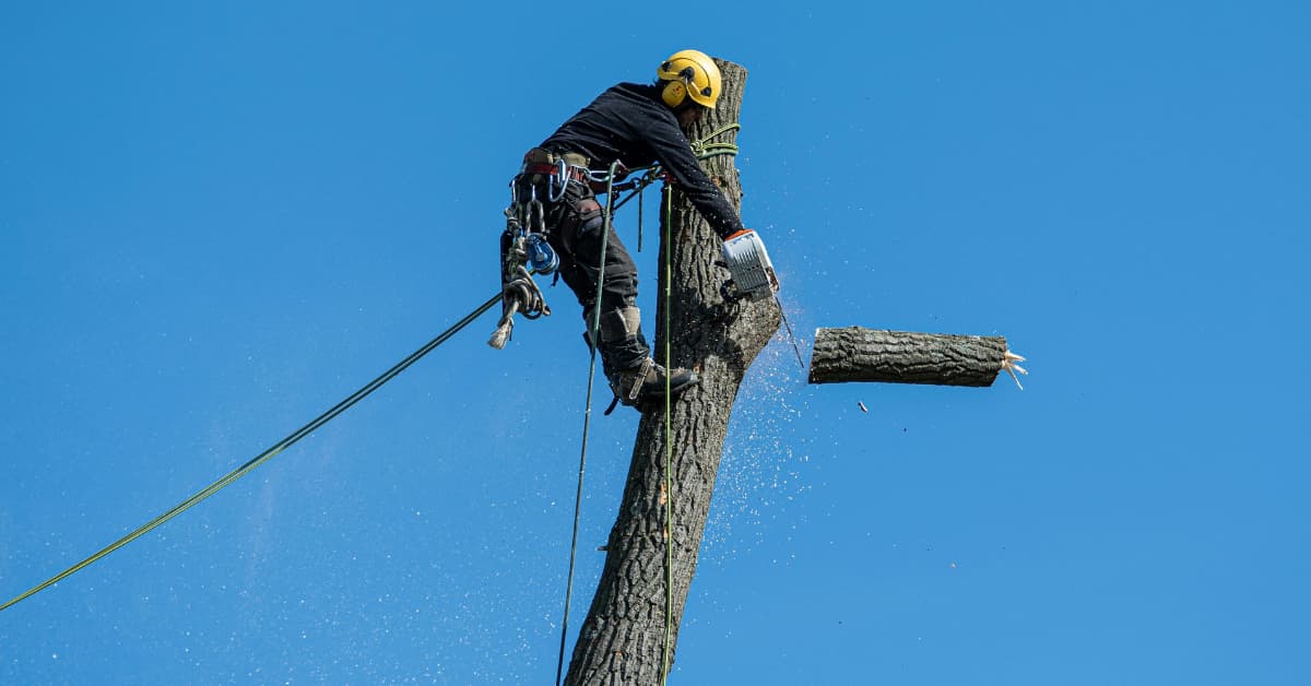 Tree Removal