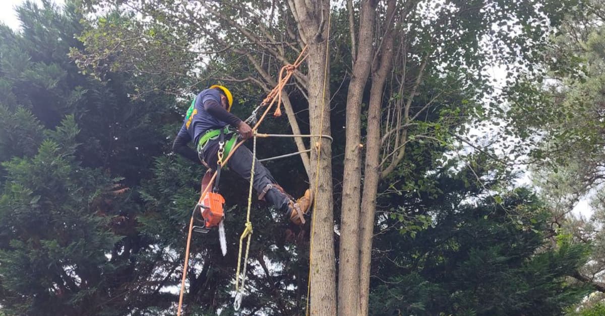 Tree Trimming
