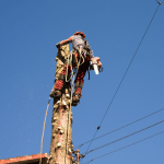 Why Homeowners Need Tree Removal in James City County, VA