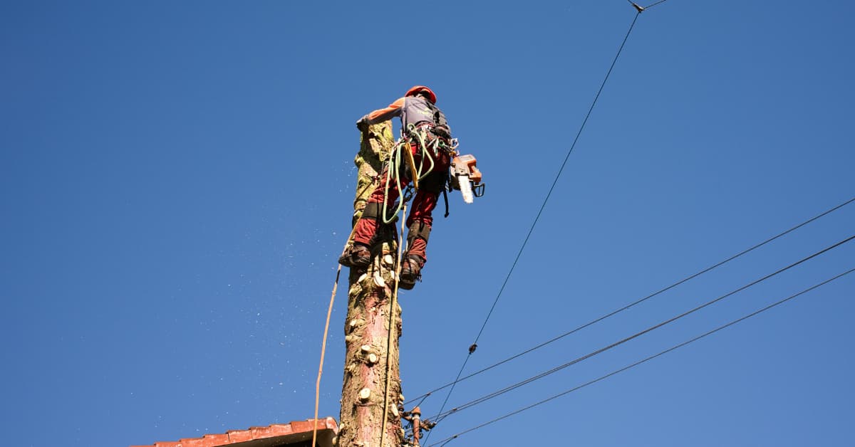 Why Homeowners Need Tree Removal in James City County, VA