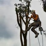 How Much Does Tree Removal Cost in Southeastern Virginia