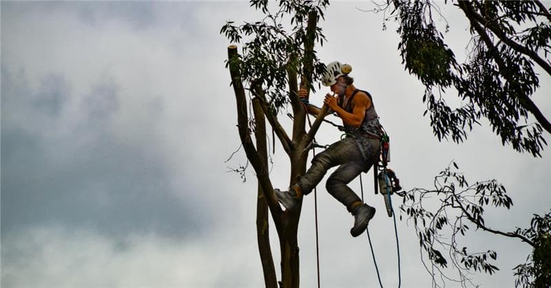 How Much Does Tree Removal Cost in Southeastern Virginia