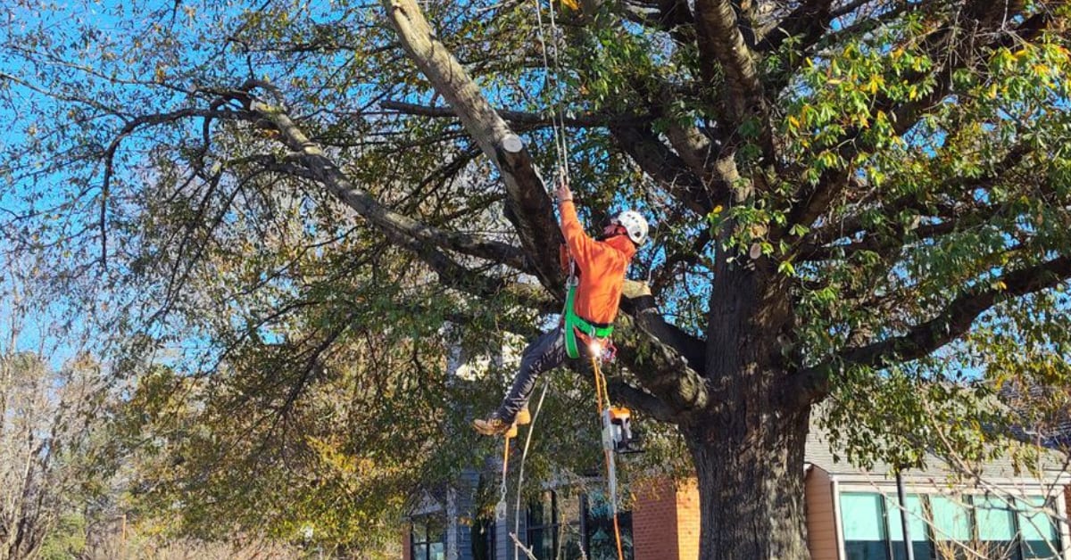 Tree Pruning
